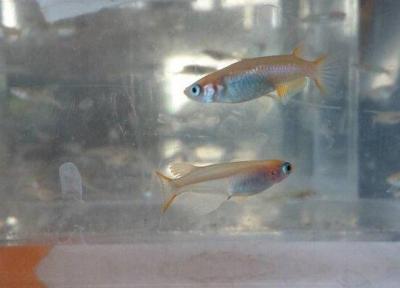 تأثیر منفی ذرات پلاستیکی بر توان باروری ماهی ها