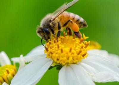 راهی برای درک مغز انسان با استفاده از زنبور ها کشف شد