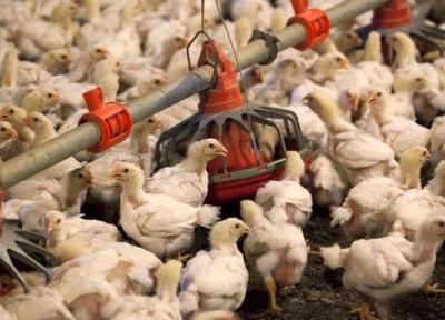 صدور مجوز صادرات 400تن مرغ زنده از مرزهای سیستان وبلوچستان