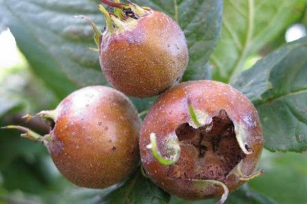 میوه ای برای مقابله با کم خونی و آلزایمر میوه ای برای مقابله با کم خونی و آلزایمر