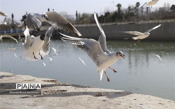 دریاچه شهدای خلیج فارس میزبان 114 گونه از پرندگان