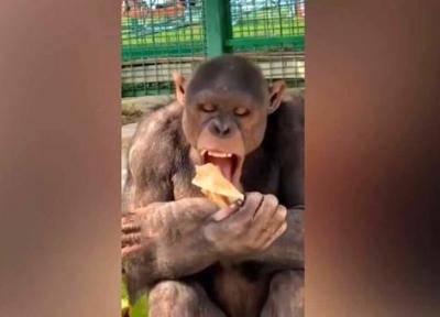 نان خوردن شامپانزه را ببینید