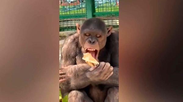نان خوردن شامپانزه را ببینید