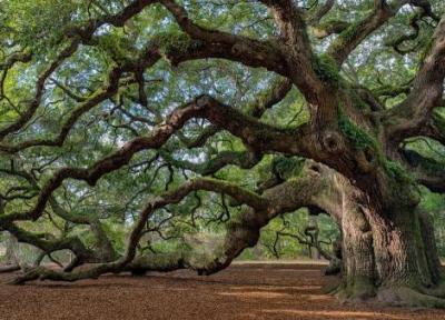 قدیمی ترین درختان دنیا