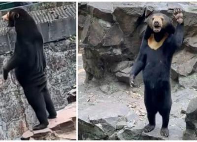 این خرس آدم نیست! پنج واقعیت جالب دربارۀ خرسِ آفتاب
