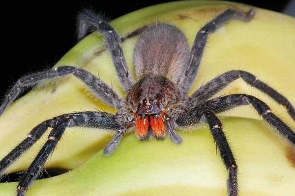 عنکبوتی که گزش آن باعث نعوظ طولانی و دردناک مردان می گردد