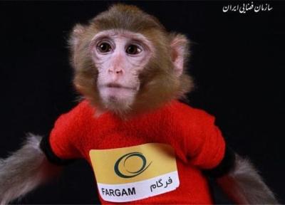 میمون های فضانورد ایرانی کجا رفتند؟